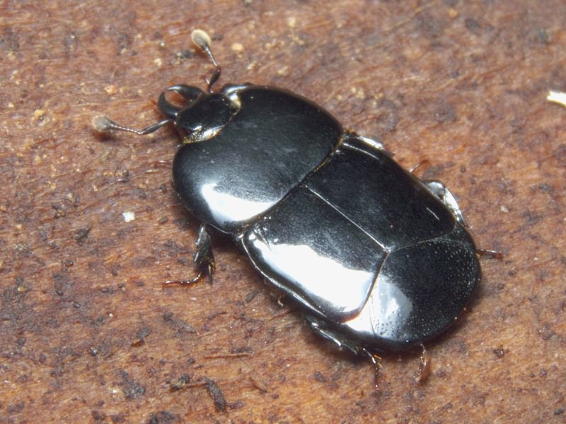Hololepta plana (Sulzer, 1776)